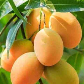 Mangoes
